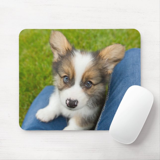 Mousepad Bebês Mais Pobres | Baby Corgi no meu colo (Com mouse)