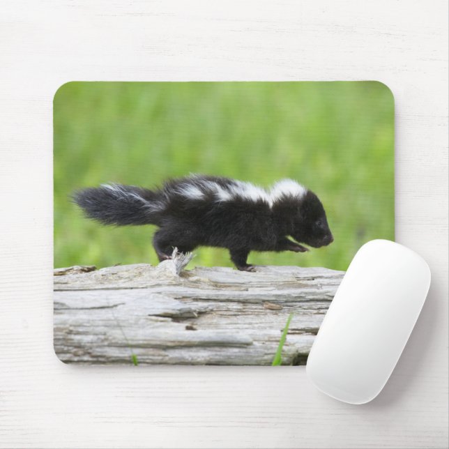 Mousepad Bebês Mais Pobres | Bebê Skunk (Com mouse)