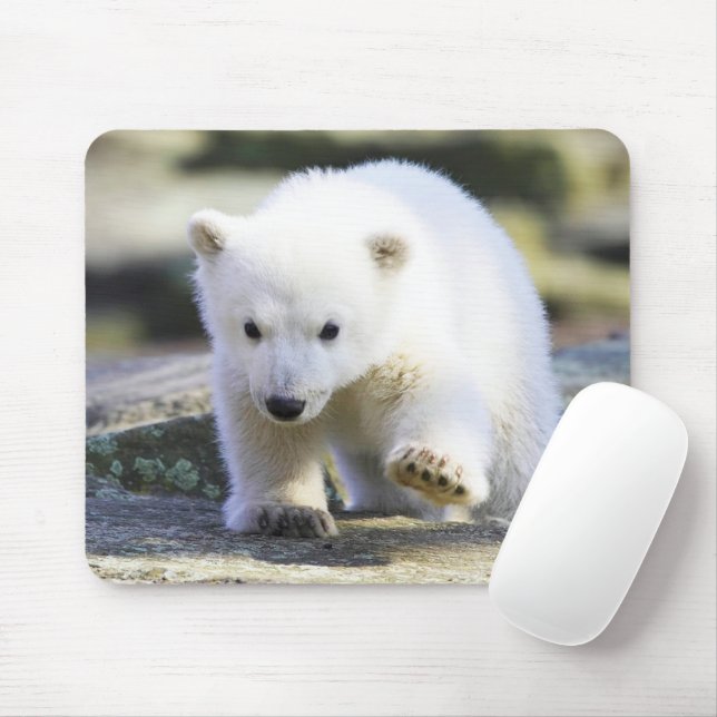 Mousepad Bebês Mais Pobres | Bebê-Urso Polar (Com mouse)