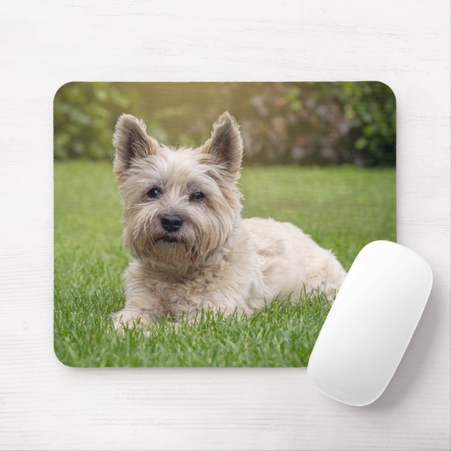Mousepad Bebês Mais Pobres | Cairn Terrier Dog (Com mouse)