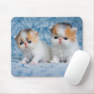 Mousepad Bebês Mais Pobres Calico Kitten Persa