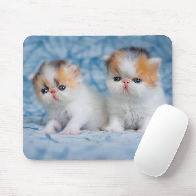 Mousepad Bebês Mais Pobres | Calico Kitten Persa (Com mouse)