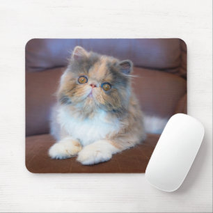 Mousepad Bebês Mais Pobres Calico Pérsico Kitten