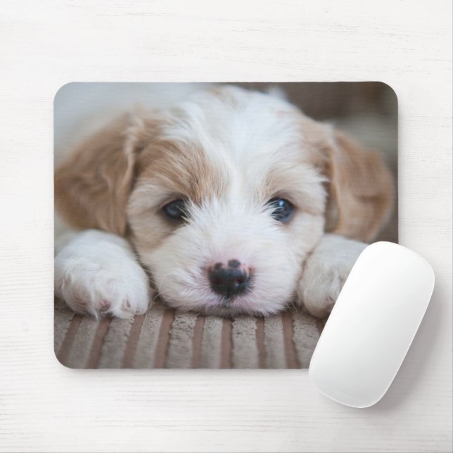 Mousepad Bebês Mais Pobres | Cavashon Puppy (Com mouse)