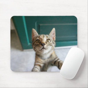 Mousepad Bebês Mais Pobres   Cute Tabby Kitten