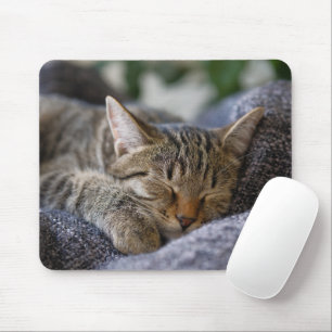 Mousepad Bebês Mais Pobres Dormir De Tabby Kitten