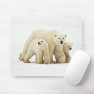 Mousepad Bebês Mais Pobres   Família de Ursos Polares