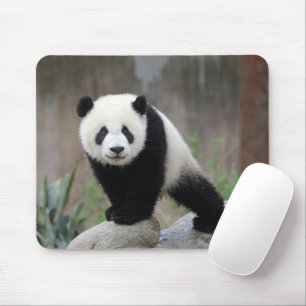 Mousepad Bebês Mais Pobres   Giant Panda Baby