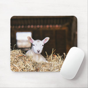 Mousepad Bebês Mais Pobres   Lamas recém-nascidas