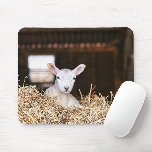 Mousepad Bebês Mais Pobres | Lamas recém-nascidas (Com mouse)