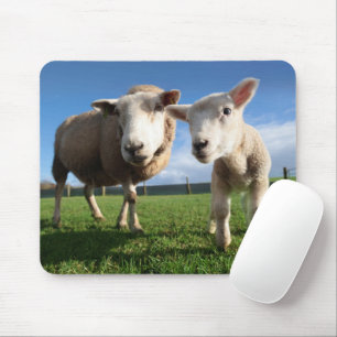 Mousepad Bebês Mais Pobres Lamb e mamãe recém-nascidos
