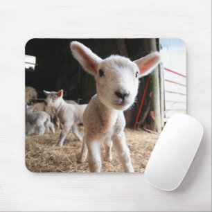 Mousepad Bebês Mais Pobres   Lâmpada cortada numa Fazenda
