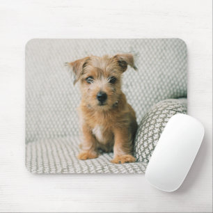 Mousepad Bebês Mais Pobres Norfolk Terrier Puppy