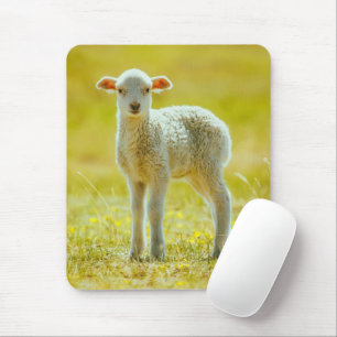 Mousepad Bebês Mais Pobres   Ovinos Jovens