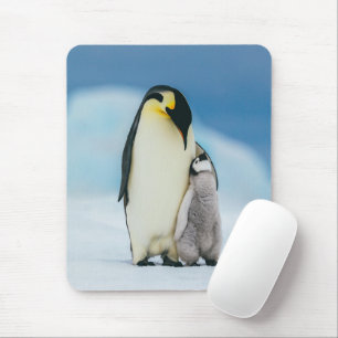 Mousepad Bebês Mais Pobres   Pintinho Imperador Pinguim