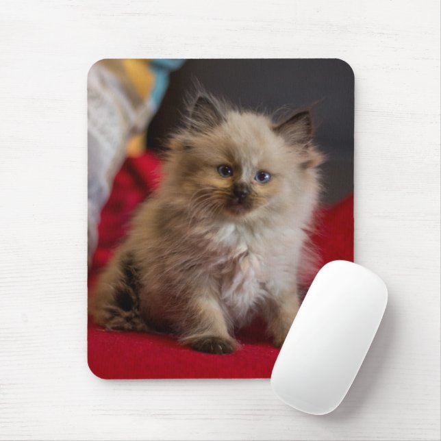 Mousepad Bebês Mais Pobres | Siamese Kitten (Com mouse)