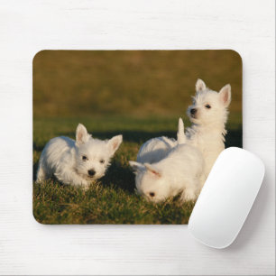 Mousepad Bebês Mais Pobres Terrenos Brancos do West Highl