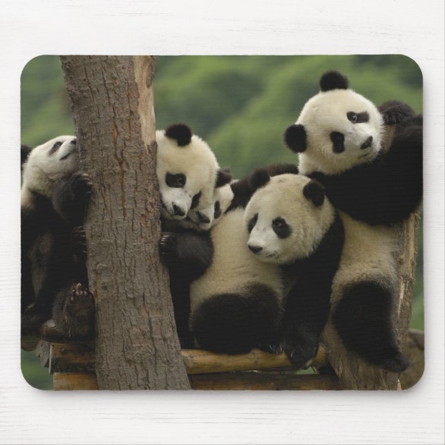 Mousepad Bebês panda gigantes Ailuropoda melanoleuca) (Frente)