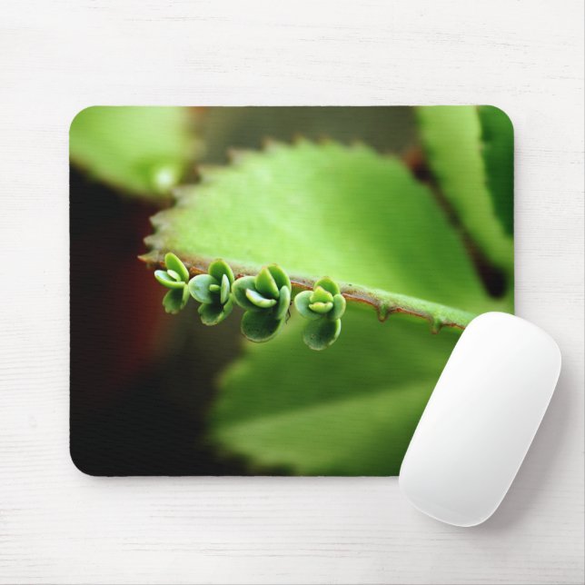 Mousepad Bebês Suculentas Planta Verde - Foto da Natureza S (Com mouse)