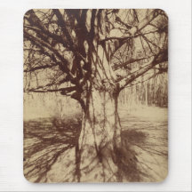 Beech Tree (por Eugène Atget)