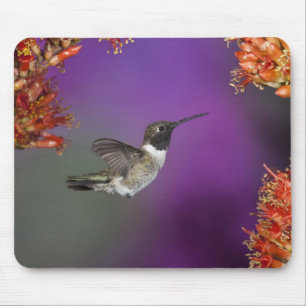 Mousepad Beija-flor-de-barbela-preta, Archilochus alexandri