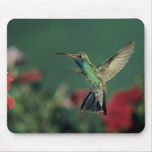 Mousepad Beija-flor-de-bico-largo, Cynanthus