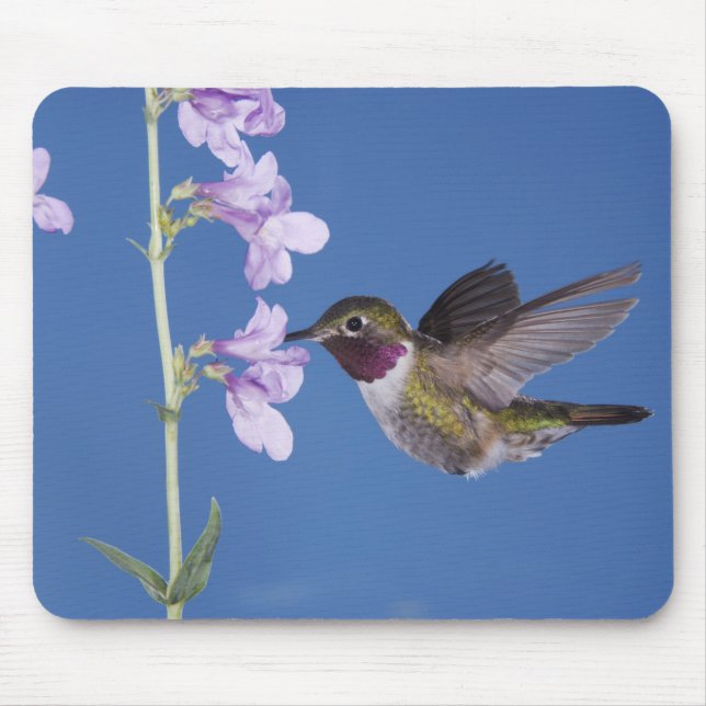 Mousepad Beija-flor-de-cauda-larga, Selasphorus (Frente)