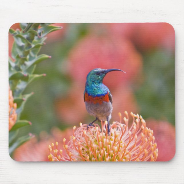 Mousepad Beija-flor-de-colar-duplo (Frente)