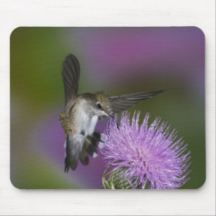 Mousepad Beija-flor-de-garganta-rubí em voo no cardo