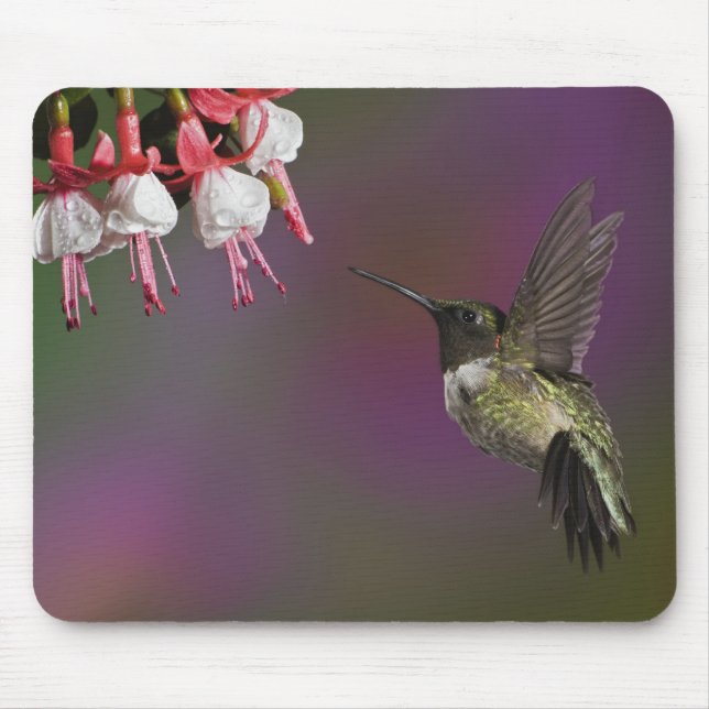 Mousepad Beija-flor-de-garganta-rubí-macho (Frente)