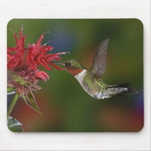 Mousepad Beija-flor-de-garganta-rubí macho