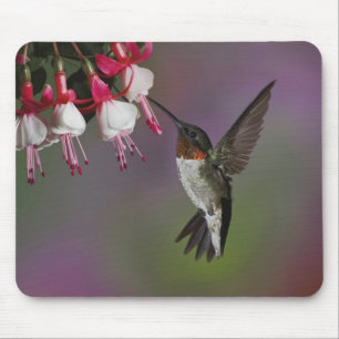 Mousepad Beija-flor-de-garganta-rubí-macho, Archilochus