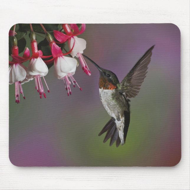 Mousepad Beija-flor-de-garganta-rubí-macho, Archilochus (Frente)
