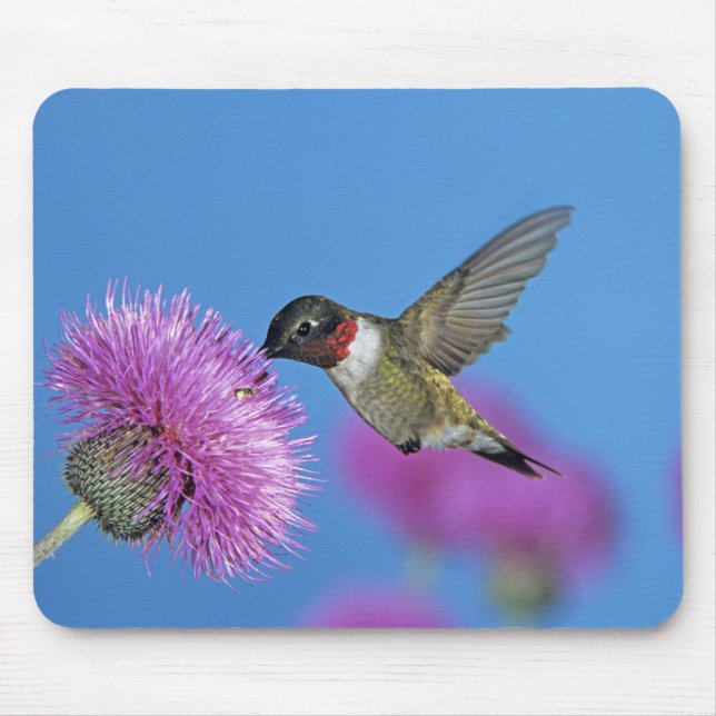 Mousepad Beija-flor-de-garganta-rubia (Frente)