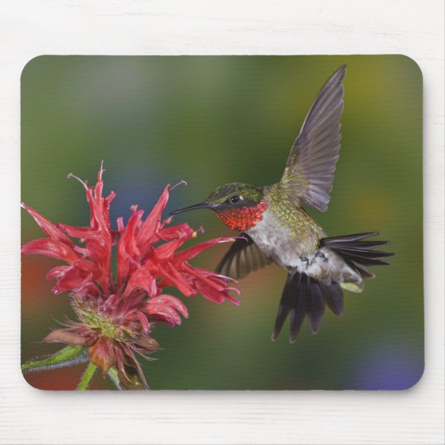 Mousepad Beija-flor-de-garganta-rubra macho (Frente)