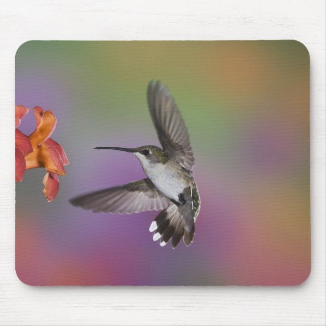 Mousepad Beija-flor-fêmea-de-pescoço-rubi-em-vôo (Frente)
