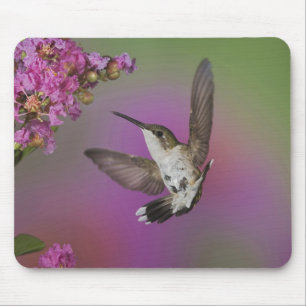 Mousepad Beija-flor-macho-jovem de garganta rubi