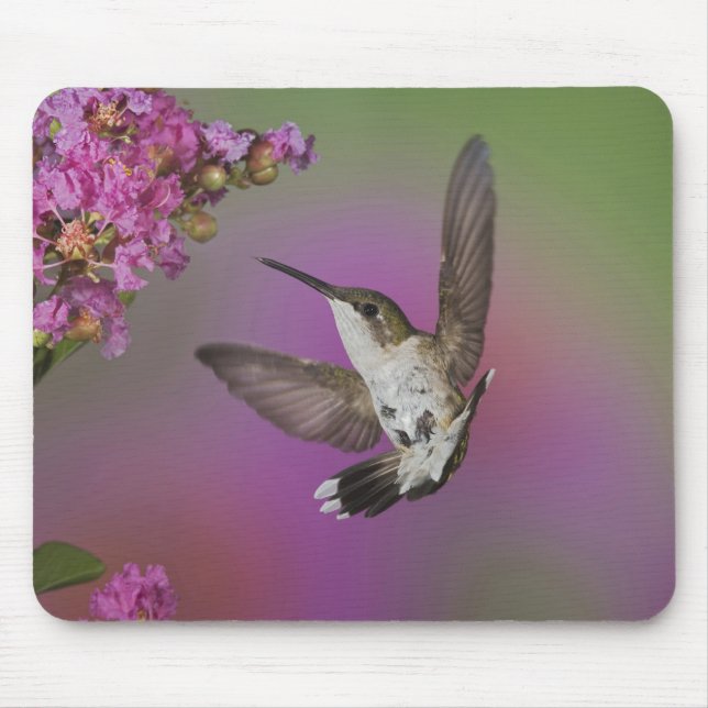 Mousepad Beija-flor-macho-jovem de garganta rubi (Frente)