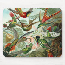 Beija-flores por Ernst Haeckel, Árvores de Pássaro