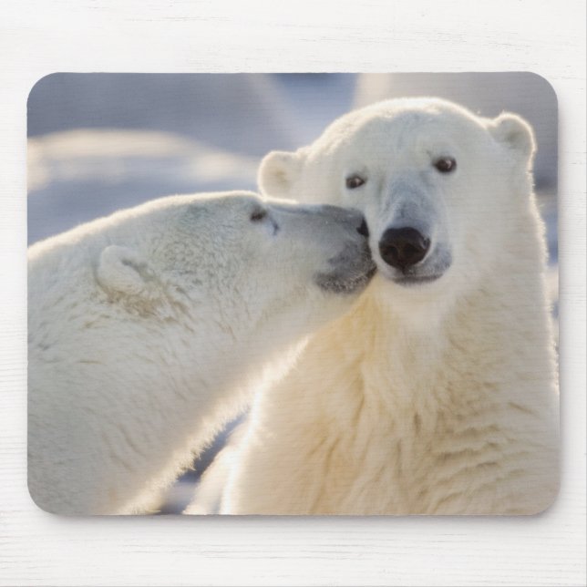 Mousepad Beijo de Urso Polar (Frente)
