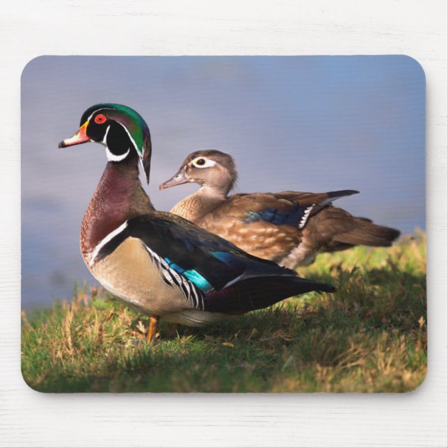 Mousepad Beira do Lago, Pato-de-wood (Frente)