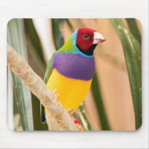 Mousepad Bela Ave de Finch Zebra Colorida