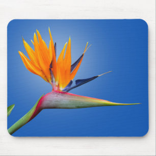 Mousepad Bela ave do Paraíso Strelitzia Flower