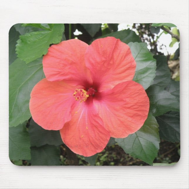 Mousepad Bela Boca de Flor Laranja Hibiscus (Frente)