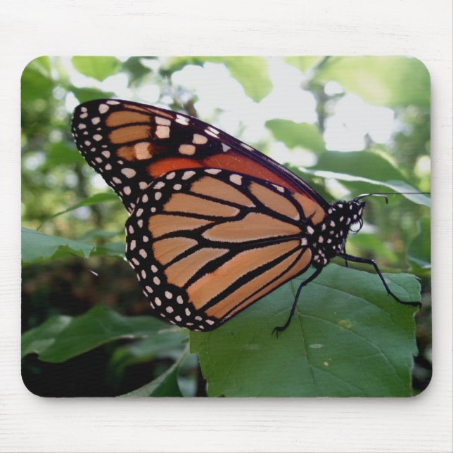 Mousepad Bela Borboleta (Frente)