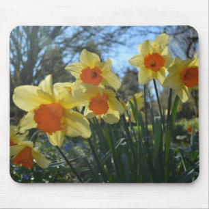 Mousepad Belas flores de narciso amarelo e laranja da prima