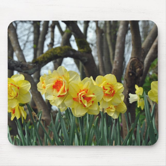 Mousepad Beleza daffodil amarela (Frente)