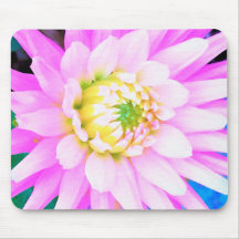 Belíssimo Cacto Rosa, Branco e Amarelo Dahlia Macr