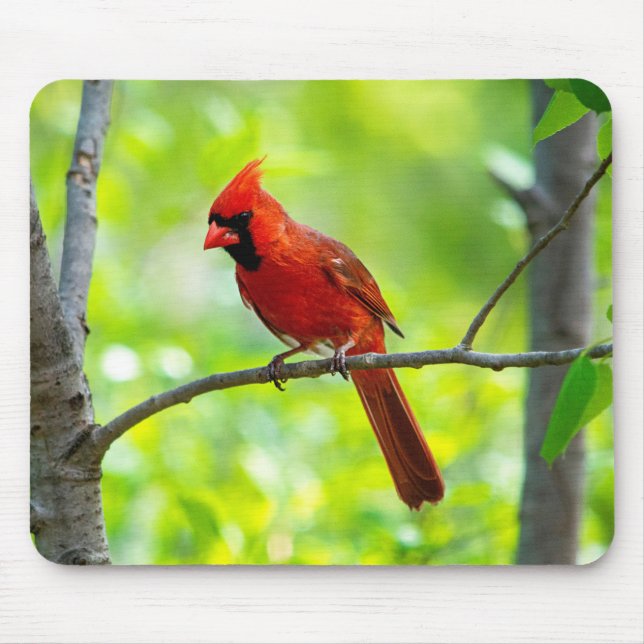 Mousepad Belo Cardeal Vermelho Brilhante em uma árvore (Frente)