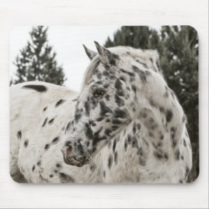 Mousepad Belo Cavalo Appaloosa, Ocidental, Appy